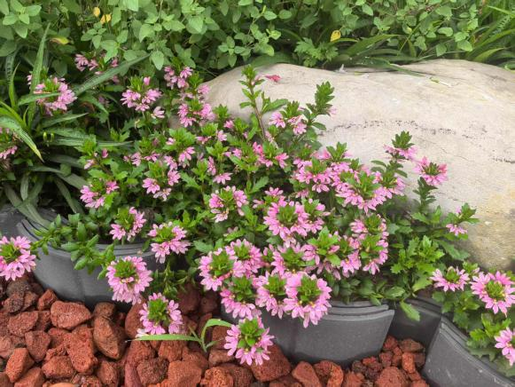 草海桐：花開(kāi)半邊的“爆花”地被