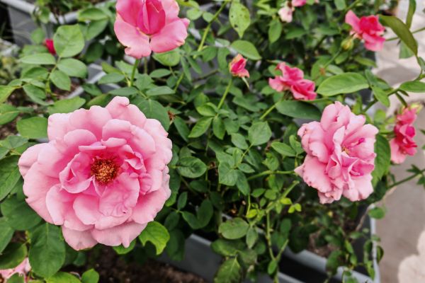 汗水潤(rùn)花影，匠心筑綠韻 ——城投花木公司高效完成月季養(yǎng)護(hù)與城市布景工作