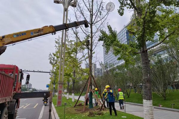 酒城秋日補(bǔ)綠煥新—興綠園林公司開(kāi)展秋季綠化專(zhuān)項(xiàng)行動(dòng)